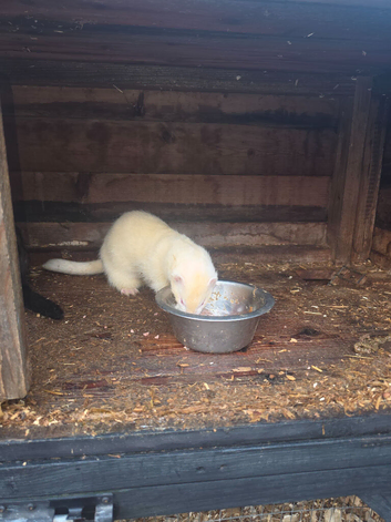 2 boy ferrets