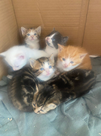 Kittens