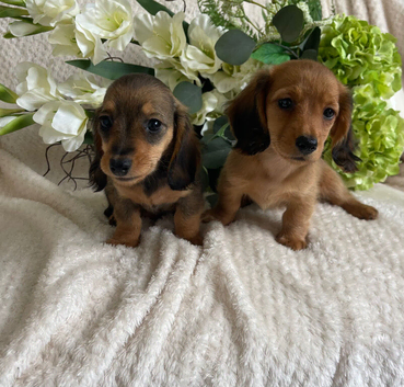 DNA TESTED LONG HAIRED DNA TESTED DACHSHUND
