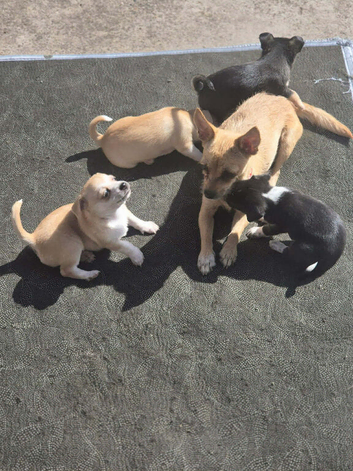 Beautiful Chihuahuas