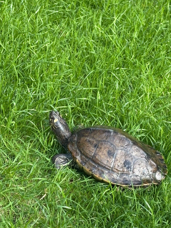 False Map Turtle