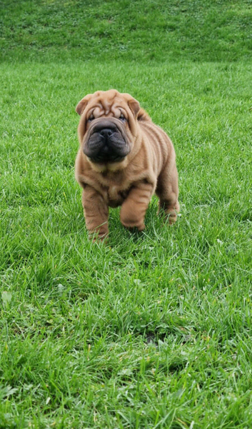 Shar Pei Puppy from Poag/pll & Spaid tested parents