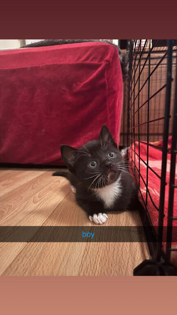 2 Adorable Kittens