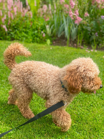 Stud - toy poodle