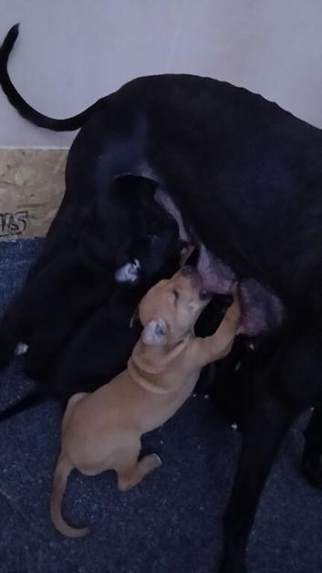 For sale