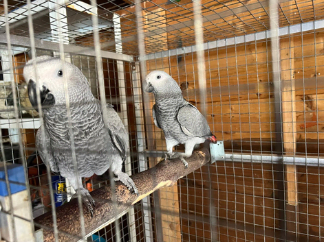 2 African Grey Young Hens