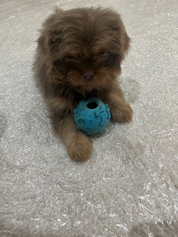 Beautiful Shih Tzu babies only one girl available