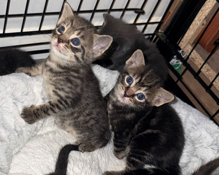 Gorgeous mixed kittens looking for their new home