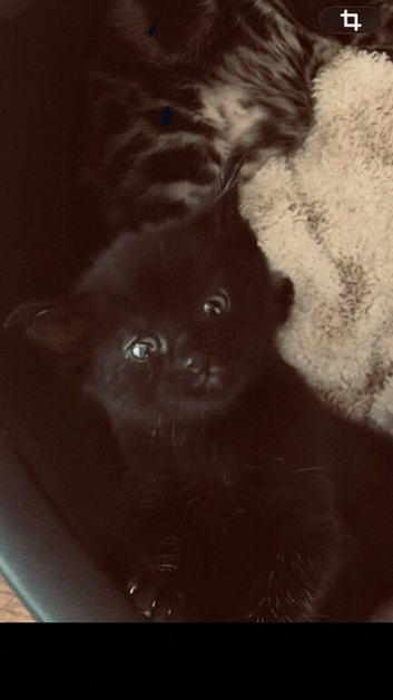 Kitten for sale