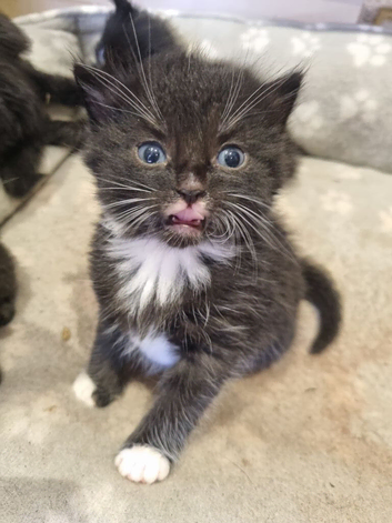 Adorable Kittens Looking for Loving Homes