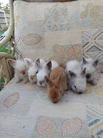 Beautiful dm lionheads to reserve