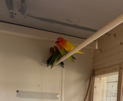 Proven bonded pair of love birds with 5 chicks