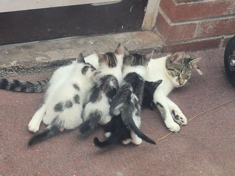 The cutest kittens!!