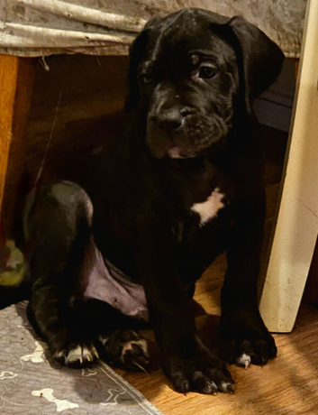 Bullmastiff cross cane corso puppies