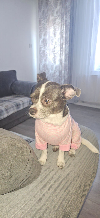 For sale Dog