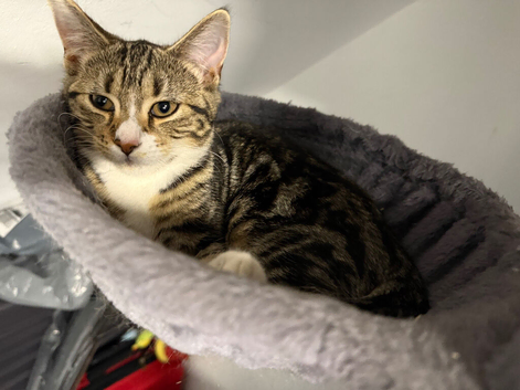 6 month Tabby female
