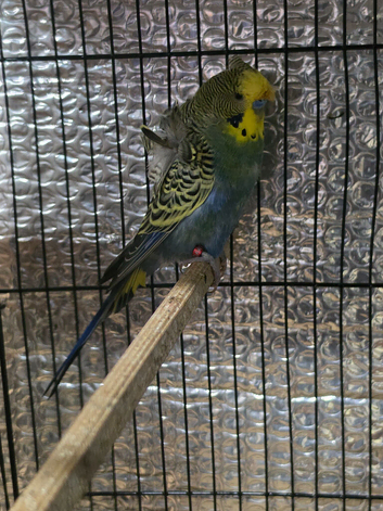 Beautiful budgies for sale