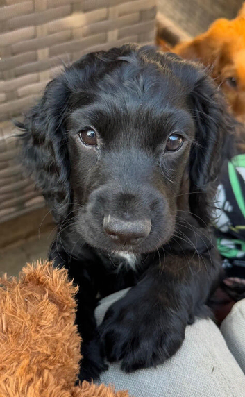 1 beautiful Sprocker left. ️