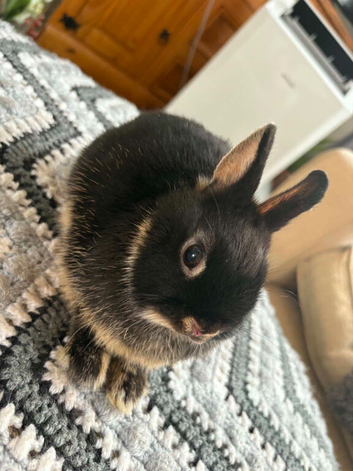 Baby rabbits