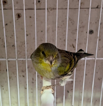 Canary x European Siskin mules