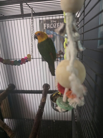 Jenday conure