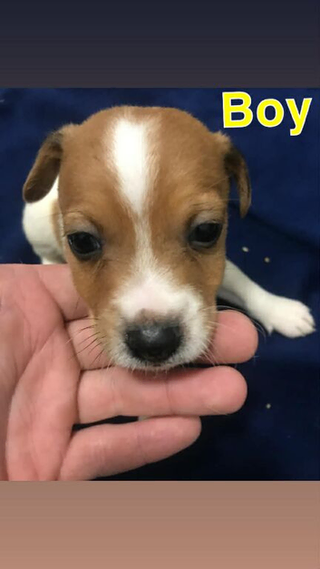 Jack Russell puppy&rsquo;s