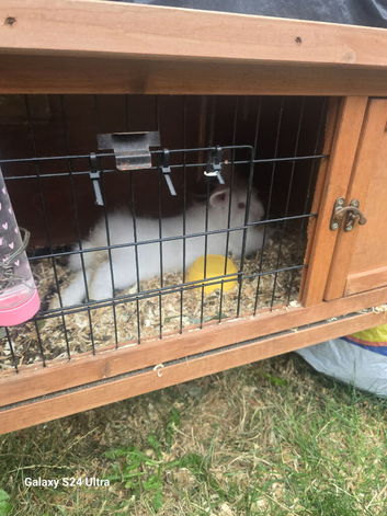 One girl one boy rabbit