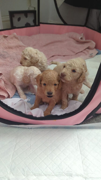Golden doodle puppy&rsquo;s for sale