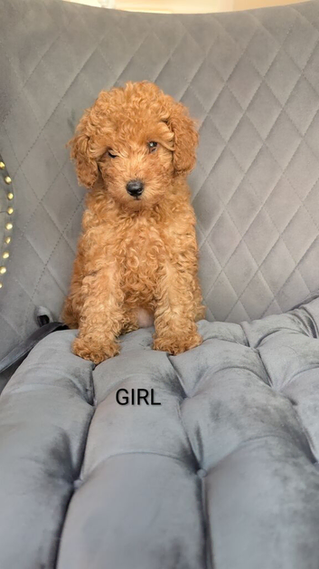 Fox red toy poodles KC reg Only boy left now