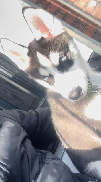 5 month old husky puppy