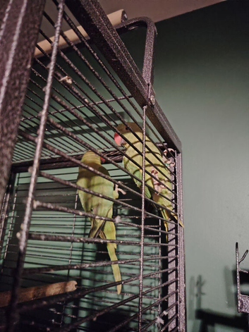 Two Indian ring necks