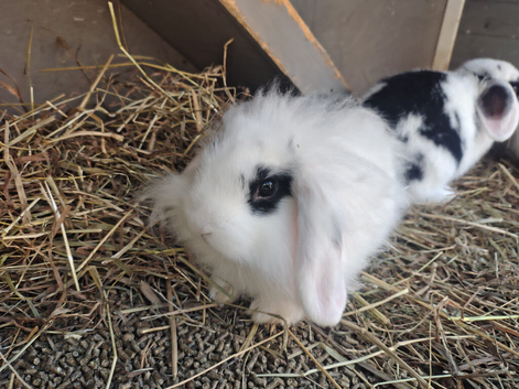 Mini lion lops ready