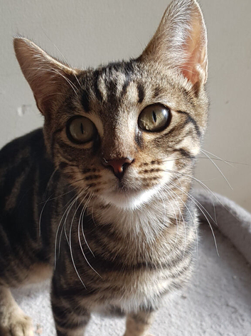 Bengal male kitten