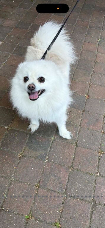 Pomeranian