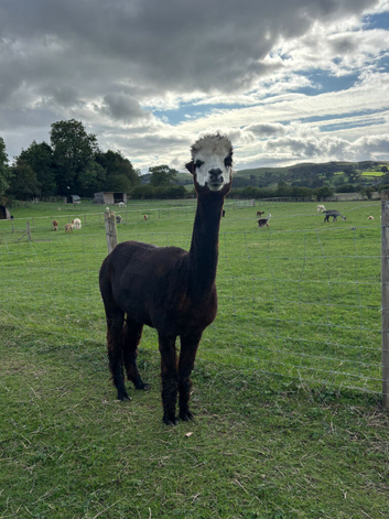 Female BAS registered alpacas, assorted ages.