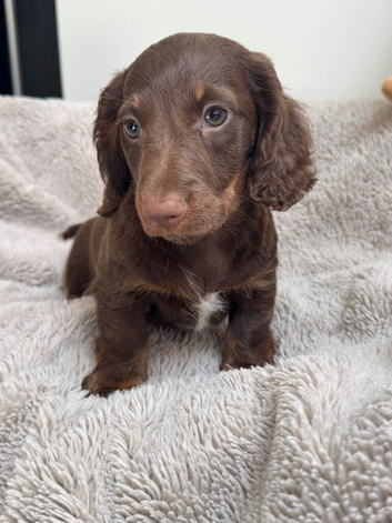 Miniature dachshund
