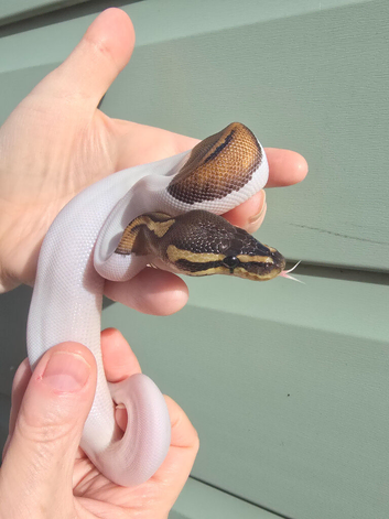 Gorgeous baby python for sale.