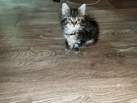 Half Ragdoll kitten