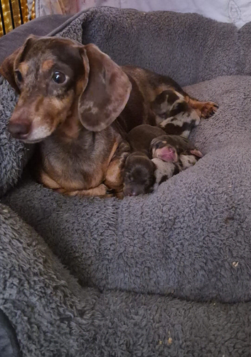 Miniature dachshund