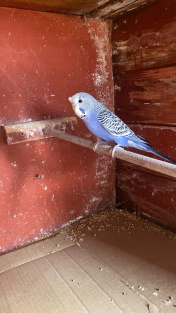 Baby budgies