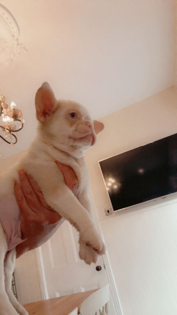 Full fluffy French bulldog boy last one left