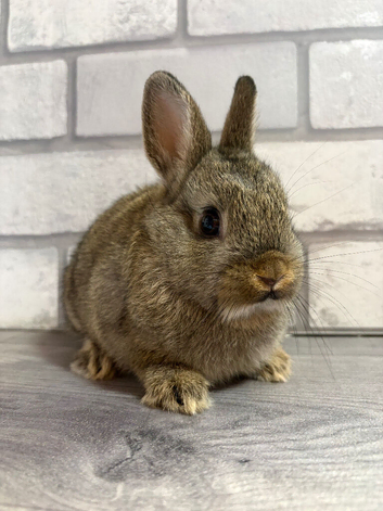 Netherland Dwarf Baby Boy