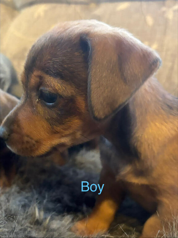 Gorgeous Tan Jack Russell pups