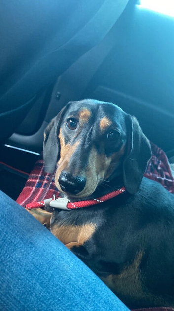 2 daschunds