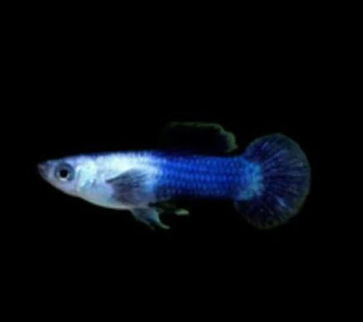 Blue Panda Guppies Breeding Pairs