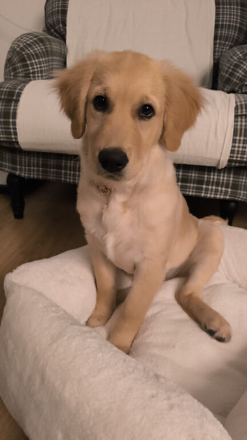 Beautiful KC-Registered Female Golden Retriever Puppy - 16 Weeks Old