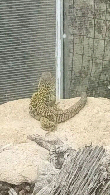Pair of  Spanish eyed lizards ie timing lepidus