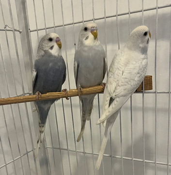 Baby budgies for sale