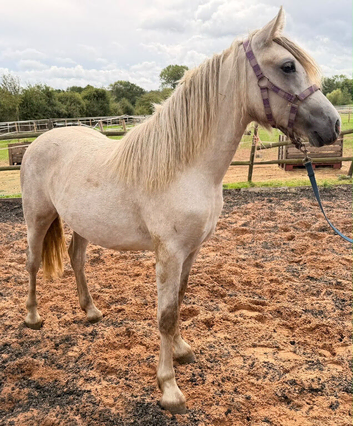 Big yearling filly