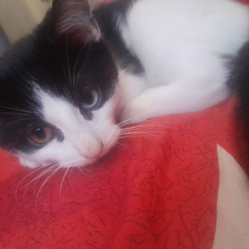 Rare female kitten 10 weeks old